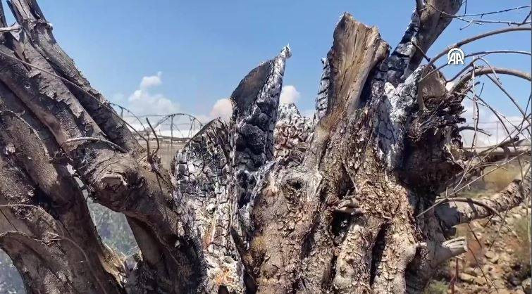 Otluk alanda başladı orman ve seralara sıçradı - Resim: 10